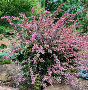 Rose Glow Round Variegated Japanese Rose Glow Round Variegated Japanese