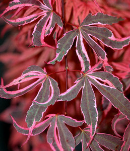 Acer palmatum Geisha Gone Wild Japanese Maple