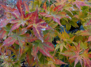 Acer palmatum Kurenai jishi fall colors