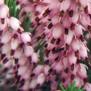 Erica x darleyensis Darley Dale Pink Flower Hybrid Heath