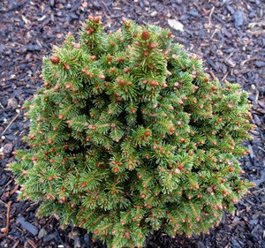 Picea abies 'REL WB' Miniature Norway Spruce - Kigi Nursery