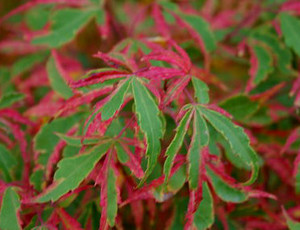 Acer palmatum Taiyo nishiki Japanese Maple Tree