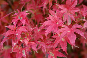 Acer palmatum Tiny Leaf Japanese Maple Tree