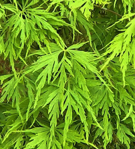 Acer palmatum dissectum Palmatifidum Cutleaf Japanese Maple