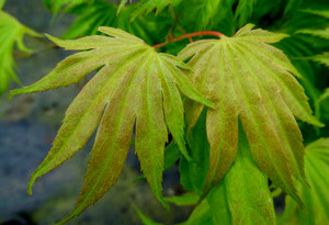 Acer shirasawanum Bashful Full Moon Maple