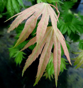 Bashful Full Moon Maple