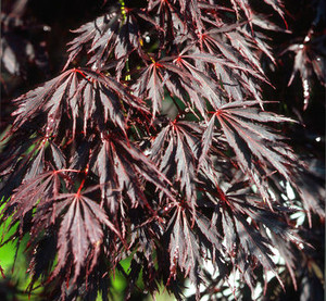 Acer palmatum dissectum Sherwood Elfin
