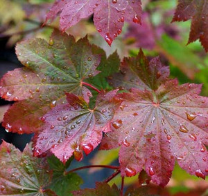 Acer japonicum Aka omote Fullmoon Maple Tree