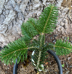 Abies delavayi var Forrestii Forrest Fir