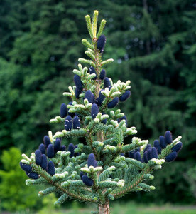 Abies squamata Flaky