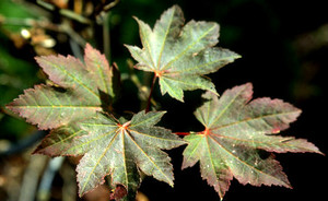 Acer japonicum Ruby Fullmoon Maple Tree Acer japonicum Ruby Fullmoon Maple Tree