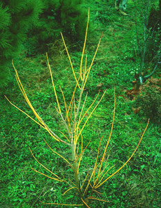 Acer negundo Winter Lightning Box Elder Tree