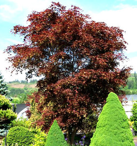 Umegae Japanese Maple Tree