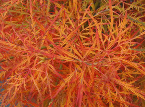 Acer palmatum Baby Lace