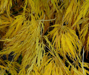 Lemon Lime Lace Japanese Maple Fall Color