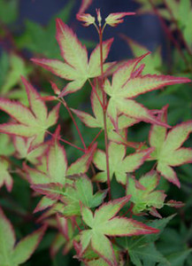 Acer palmatum Shishio hime Dwarf Japanese Maple Acer palmatum Shishio hime Dwarf Japanese Maple
