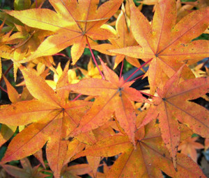 Acer palmatum Tana Japanese Maple Tree