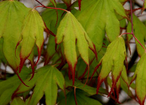 Acer palmatum Tsuma beni Japanese Maple Tree