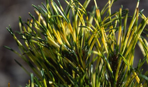 Pinus mugo Sunshine Dwarf Golden Mugo Pine Pinus mugo Sunshine Dwarf Golden Mugo Pine