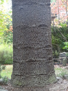 Chilean Pine Monkey Puzzle Tree