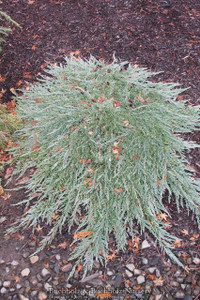Juniperus horizontalis Pancake Dwarf Creeping Juniper