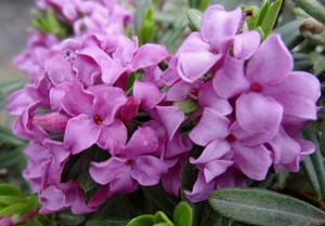 Daphne x medfordensis ' Lawrence Crocker ' Dwarf Hybrid Daphne