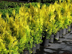 Thuja plicata 4ever Goldy Golden Western Red Cedar Thuja plicata 4ever Goldy Golden Western Red Cedar