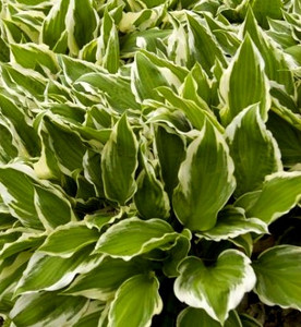 Hosta undulata Albomarginata