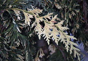 Chamaecyparis nootkatensis Sparkling Arrow Variegated Weeping Cedar