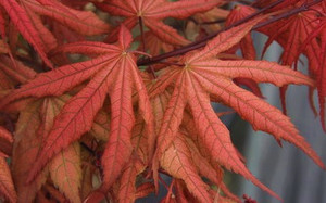 Acer palmatum Uncle Ghost Variegated Japanese Maple