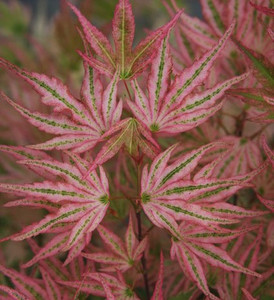 Acer palmatum Ikandi Variegated Japanese Maple