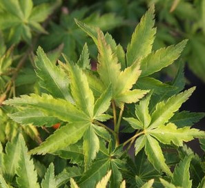 Acer palmatum O jishi Dwarf Japanese Maple