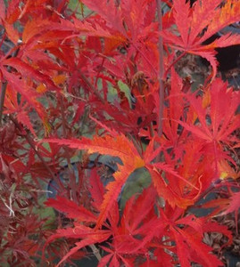 Acer palmatum Fascination Japanese Maple Tree