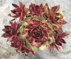 Sempervivum Westerlin Hens and Chicks