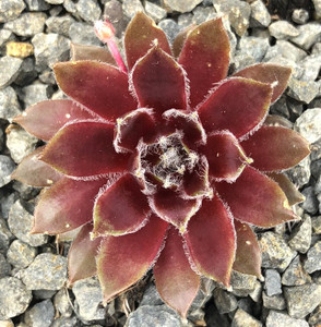 Sempervivum Beta Hens and Chicks