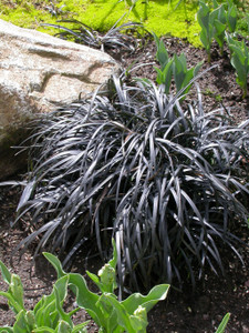 Ophiopogon planiscapus Nigrescens Black Mondo Grass Ophiopogon planiscapus Nigrescens Black Mondo Grass