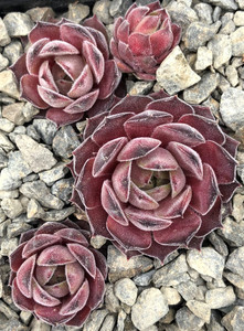 Sempervivum Lotus Hens and Chicks