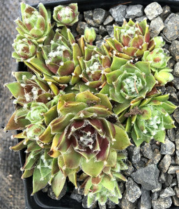 Sempervivum Precious Hens and Chicks