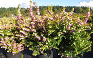 Erica x darleyensis Goldrush Pink Flower Hybrid Heath