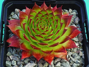 Sempervivum tectorum Sunset Common Houseleek