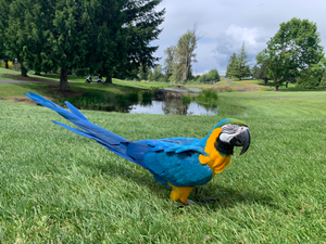 Macaw on the golf course