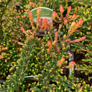 Calluna vulgaris Red Fred Lilac-Pink Flowering Heather