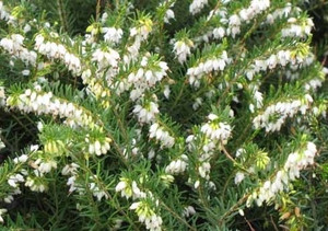 Erica x darleyensis White Perfection Hybrid Heath
