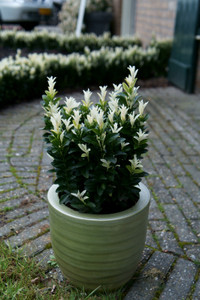 Euonymus japonicus Paloma Blanca Variegated Japanese Spindle Euonymus japonicus Paloma Blanca Variegated Japanese Spindle
