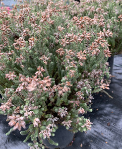 Erica tetralix Alba White Flower Crossed Leaf Heath