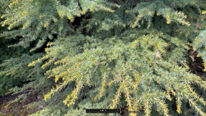 Cedrus atlantica Green Wave Dwarf Blue Atlas Cedar Cedrus atlantica Green Wave Dwarf Blue Atlas Cedar