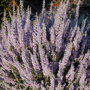 calluna vulgaris silver knight heather