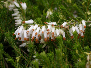 Erica carnea Springwood White Winter Heath