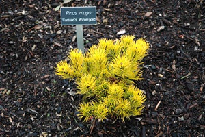Pinus mugo Carsten's Wintergold Golden Yellow Mugo Pine