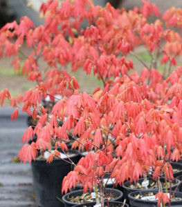 Acer shirasawanum Moonrise